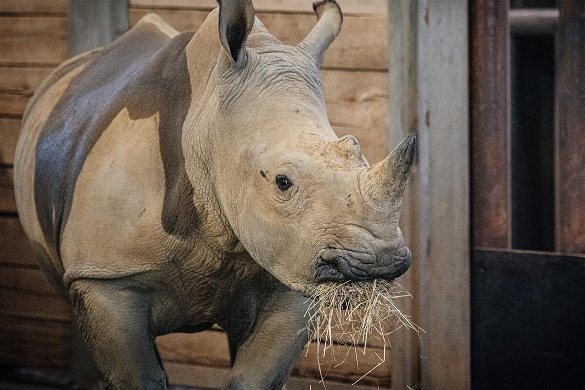 Cadman Lift White Rhino at Colchester Zoo | News | Cadman Cranes